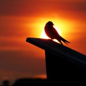 Meet your Posher, Brady